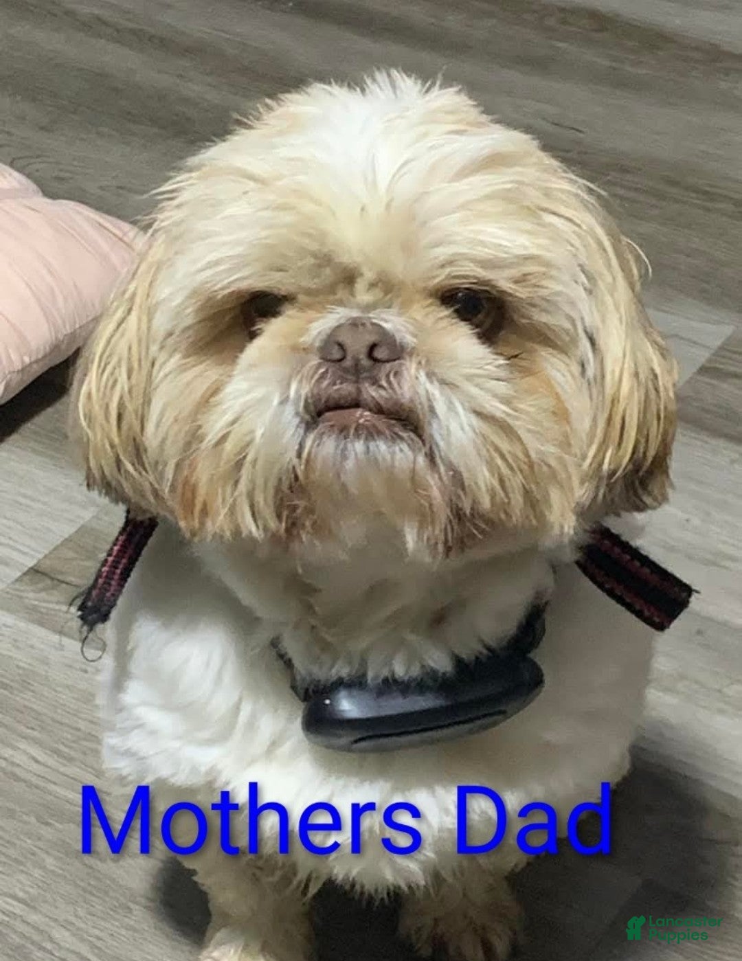 Mixed Breed dogs for sale: Mixed Breed Puppy 2 - Ad 10