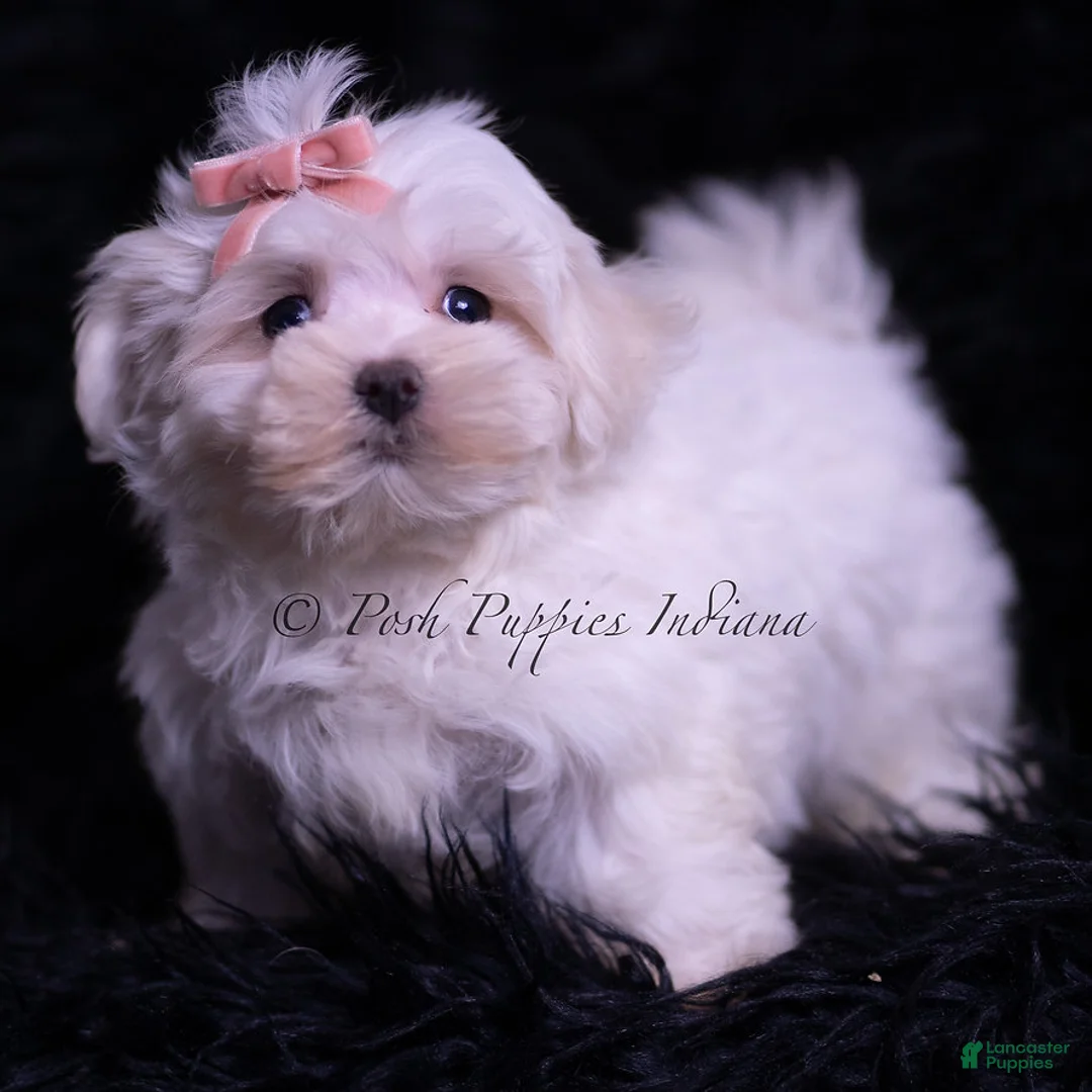 Maltese dogs for sale: Zander - Ad 4