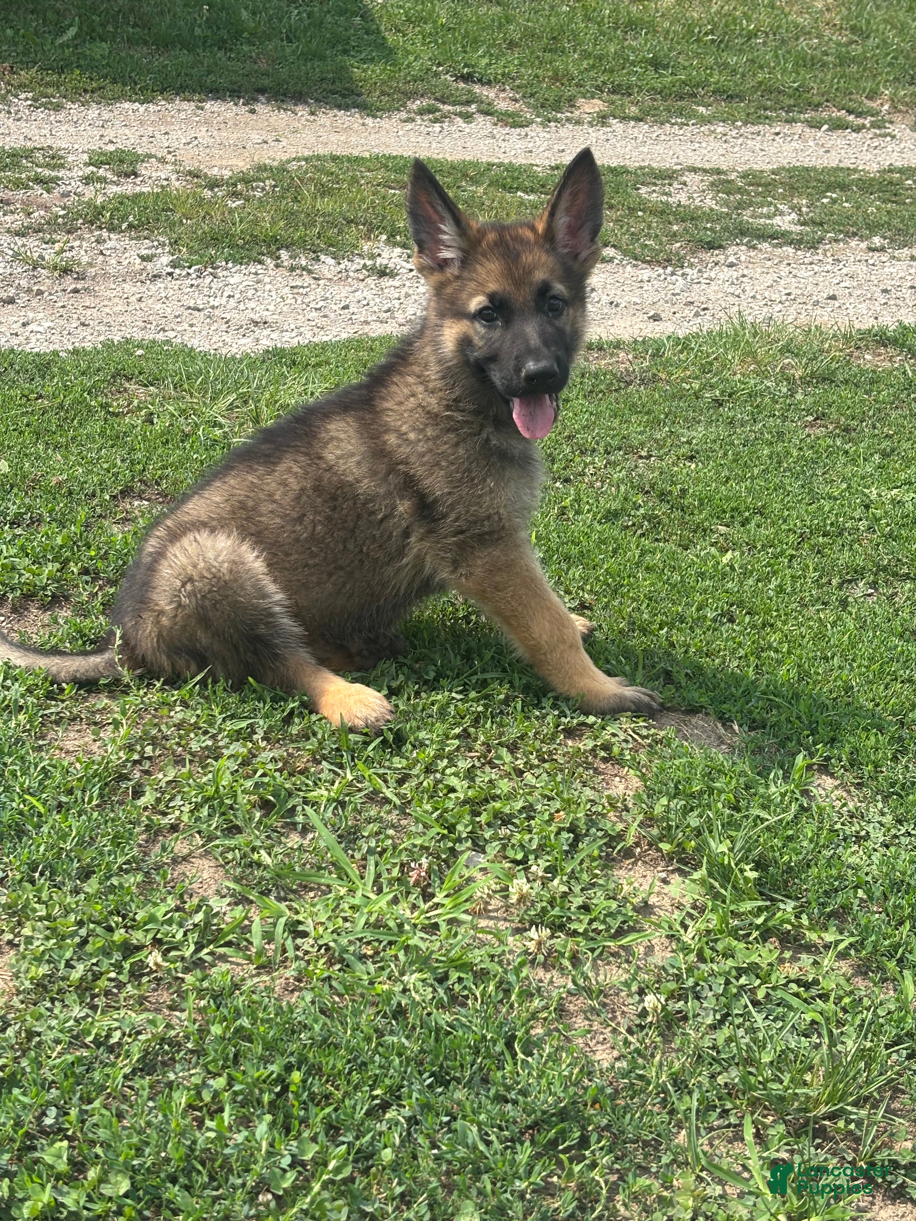 German Shepherd dogs German Shepherd 2 - Ad 1