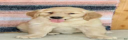 Golden Retriever dogs for sale: Goldie - Ad 4