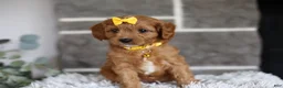 Cavapoo dogs for sale: Twinkle - Ad 12