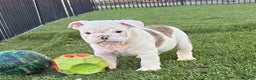 English Bulldog dogs for sale: Boston  - Ad 6