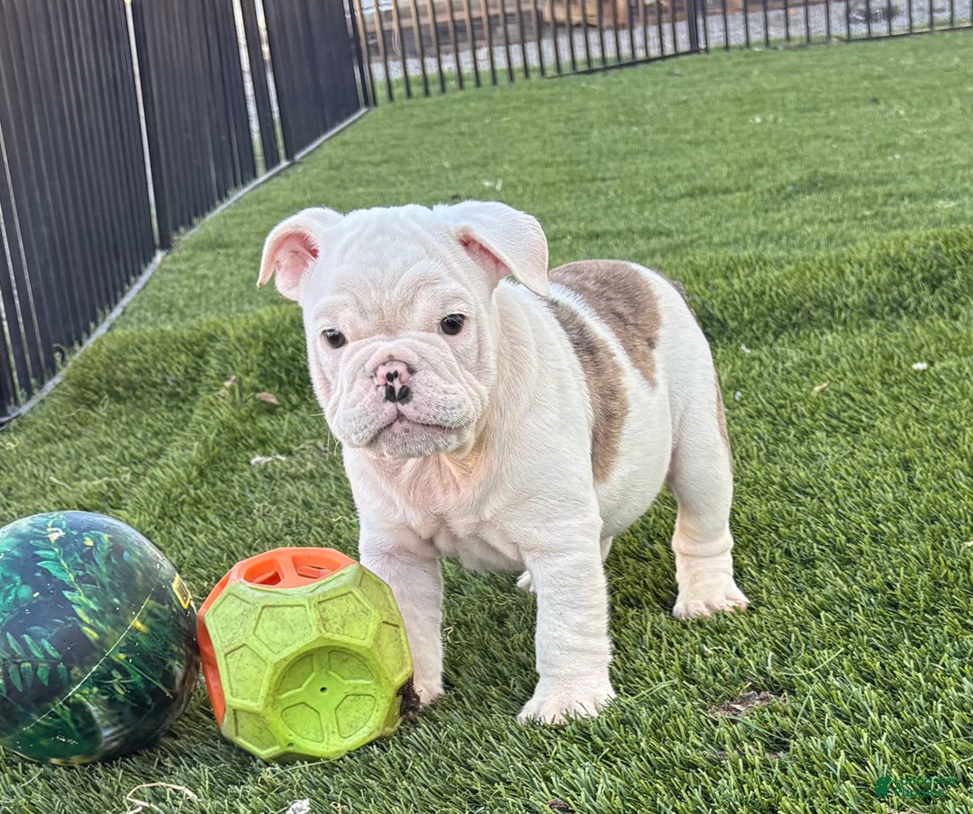 English Bulldog dogs for sale: Boston  - Ad 6
