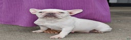 French Bulldog dogs for sale: Rosie - Ad 11