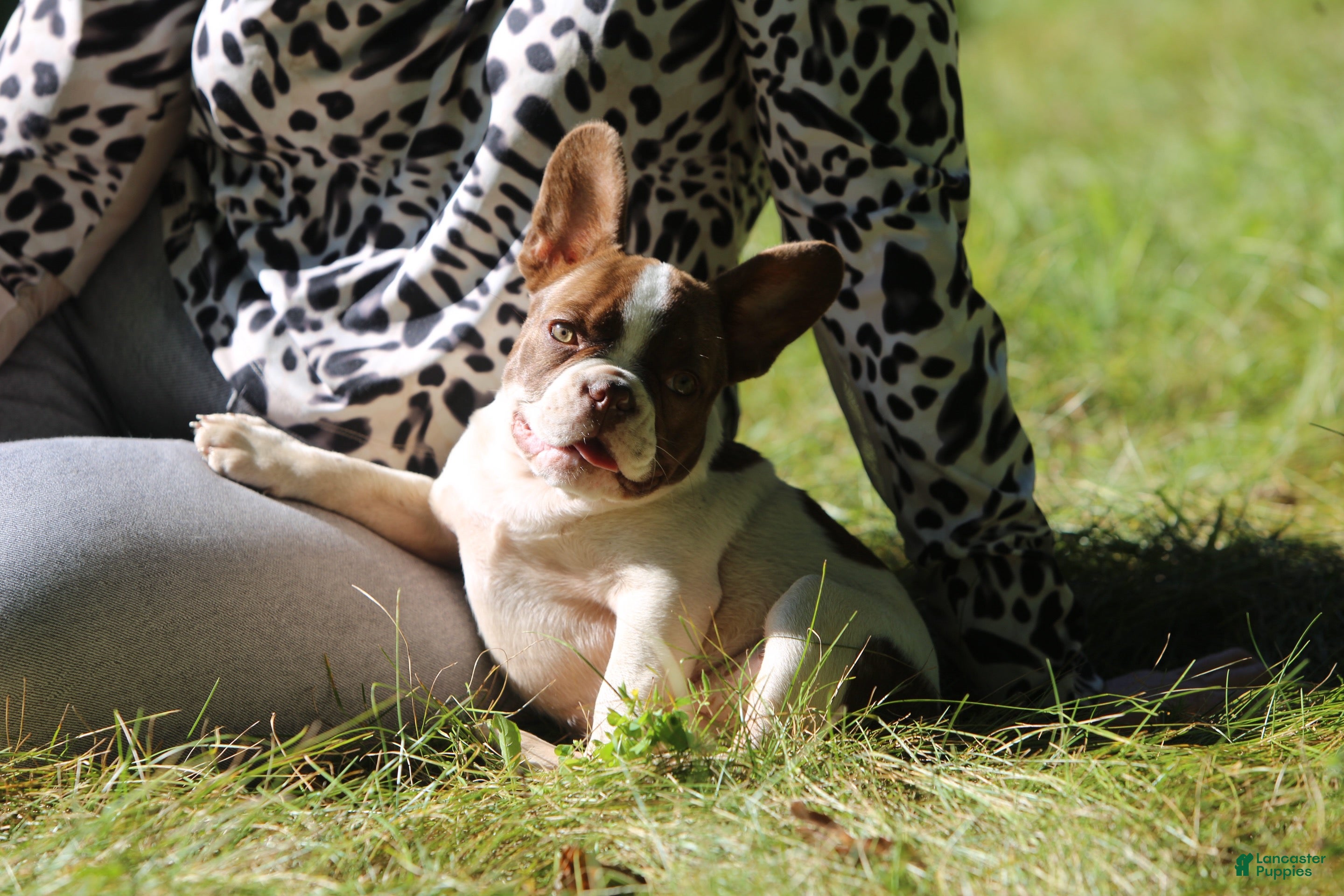 French Bulldog dogs French Bulldog 3 - Ad 1