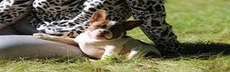French Bulldog dogs for sale: Luna / girl - Ad 5