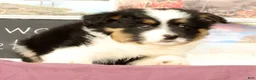 Mixed Breed dogs for sale: Travis - Ad 4