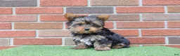 Yorkshire Terrier dogs for sale: Tracker  - Ad 11