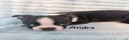 Boston Terrier dogs for sale: Andre - Ad 5