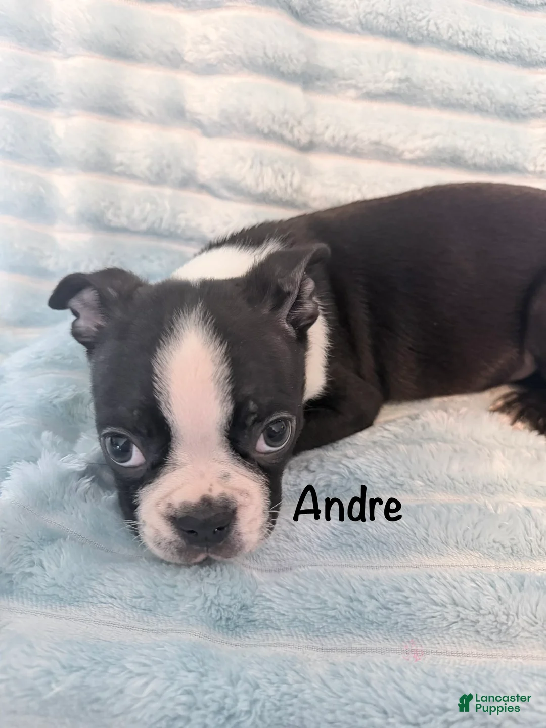 Boston Terrier dogs for sale: Andre - Ad 5