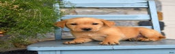 Labrador Retriever dogs for sale: ChexMix - Ad 4