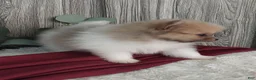 Pomeranian dogs for sale: Lee - Ad 4