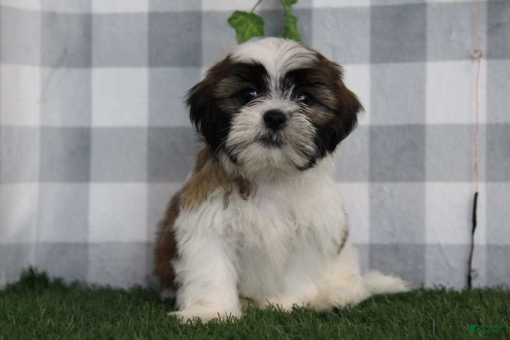 Shih Tzu dogs Flint - Ad 1