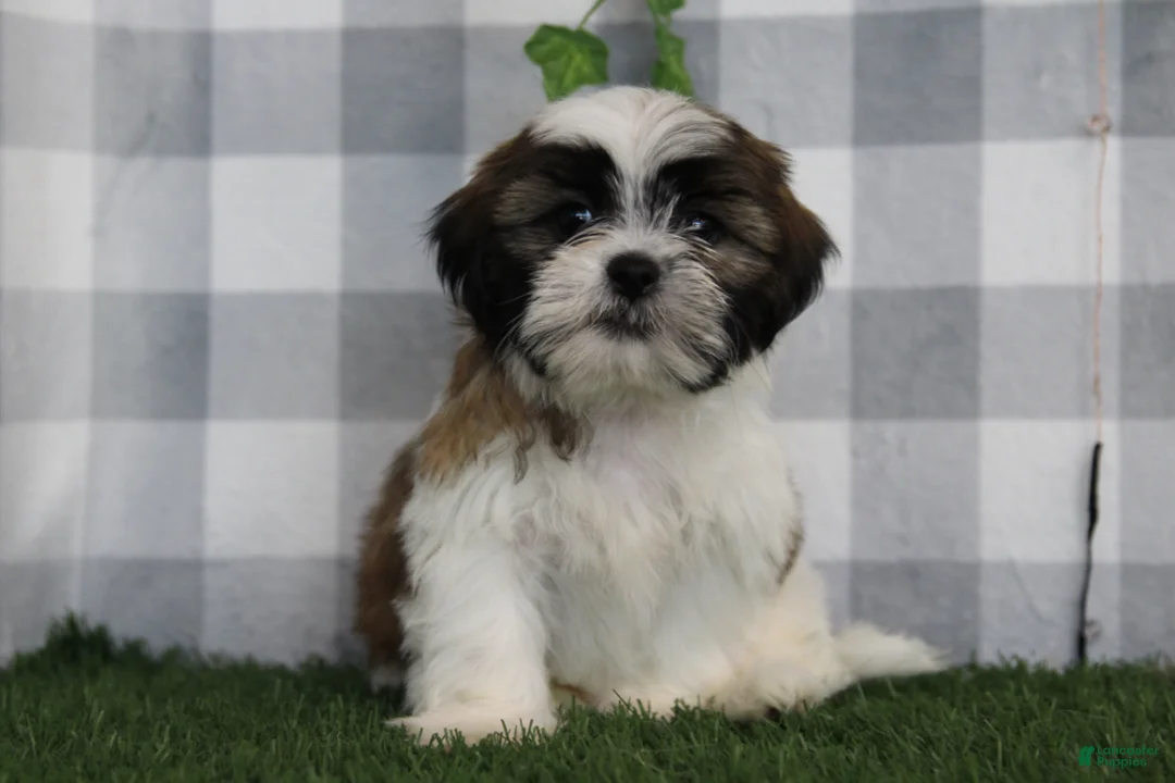 Shih Tzu dogs for sale: Flint - Ad 1