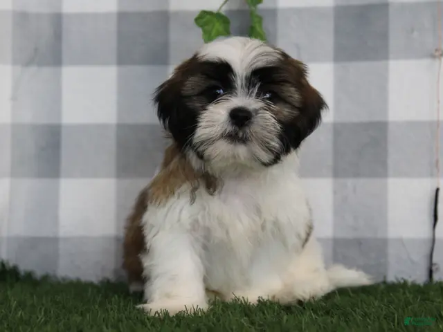 Shih Tzu dogs Flint - Ad 1