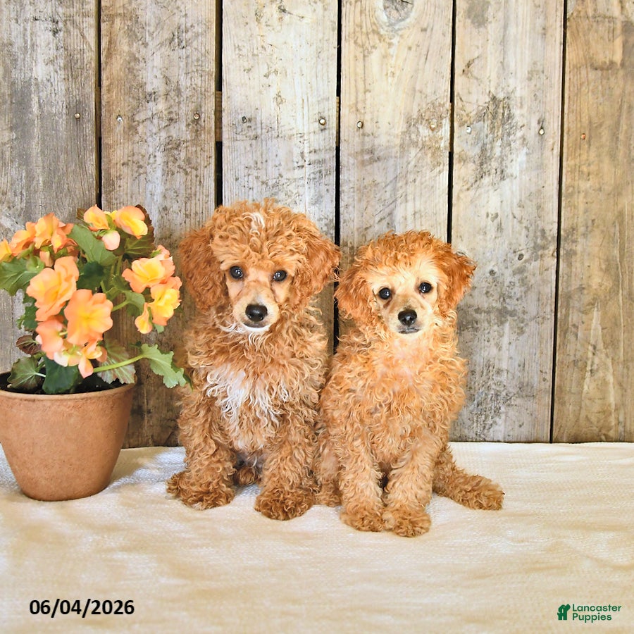 Miniature Poodle dogs for sale: Logan - Ad 5
