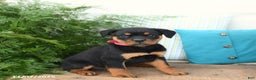 Rottweiler dogs for sale: Ava  - Ad 1
