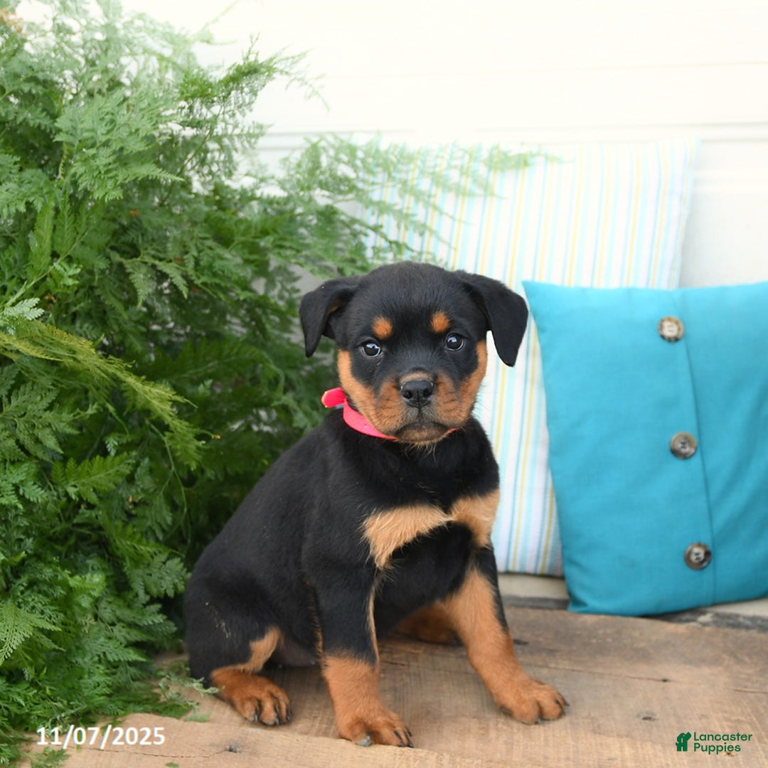 Rottweiler dogs for sale: Ava  - Ad 1