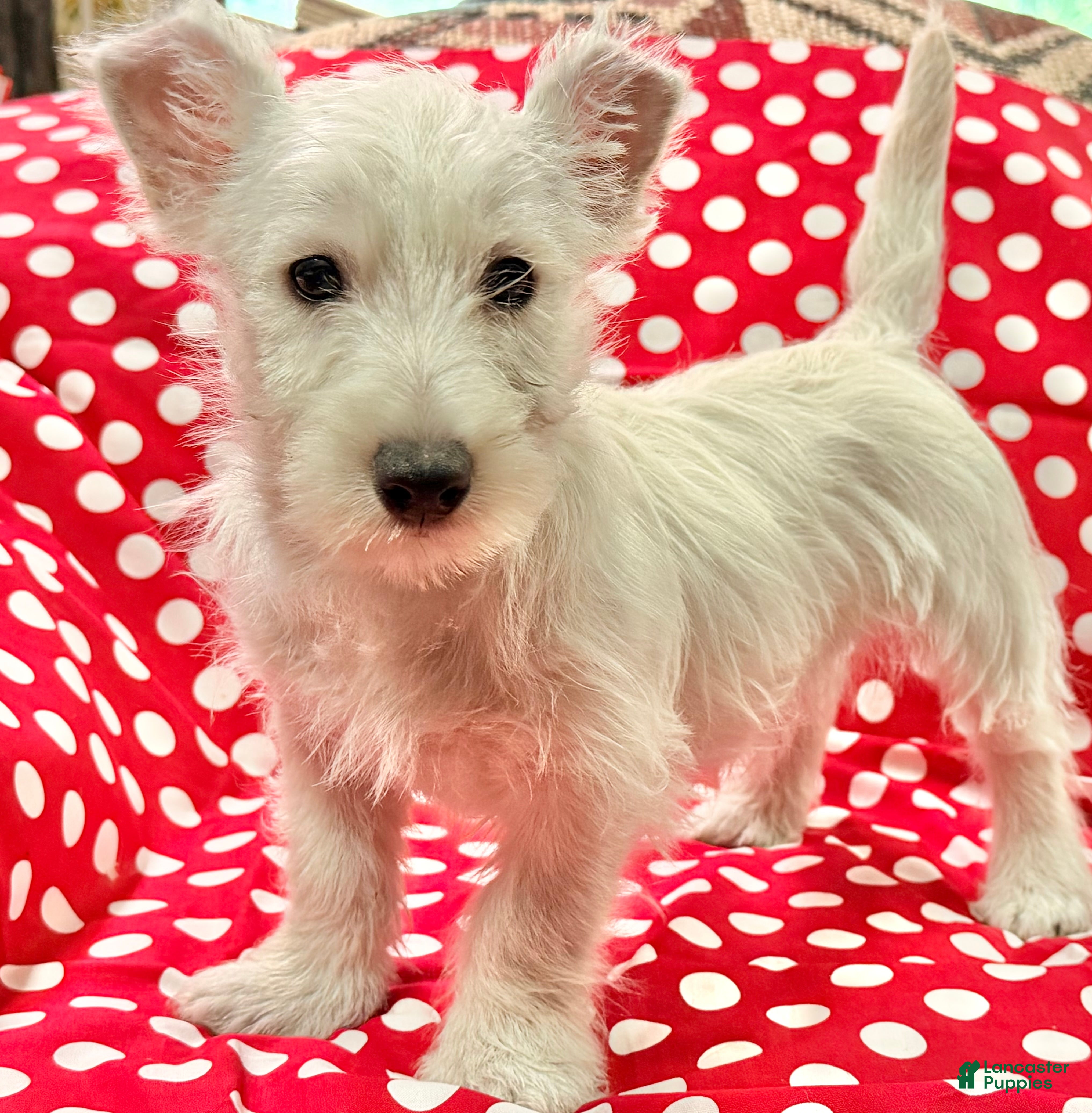 West Highland Terrier dogs Kollyn  - Ad 1