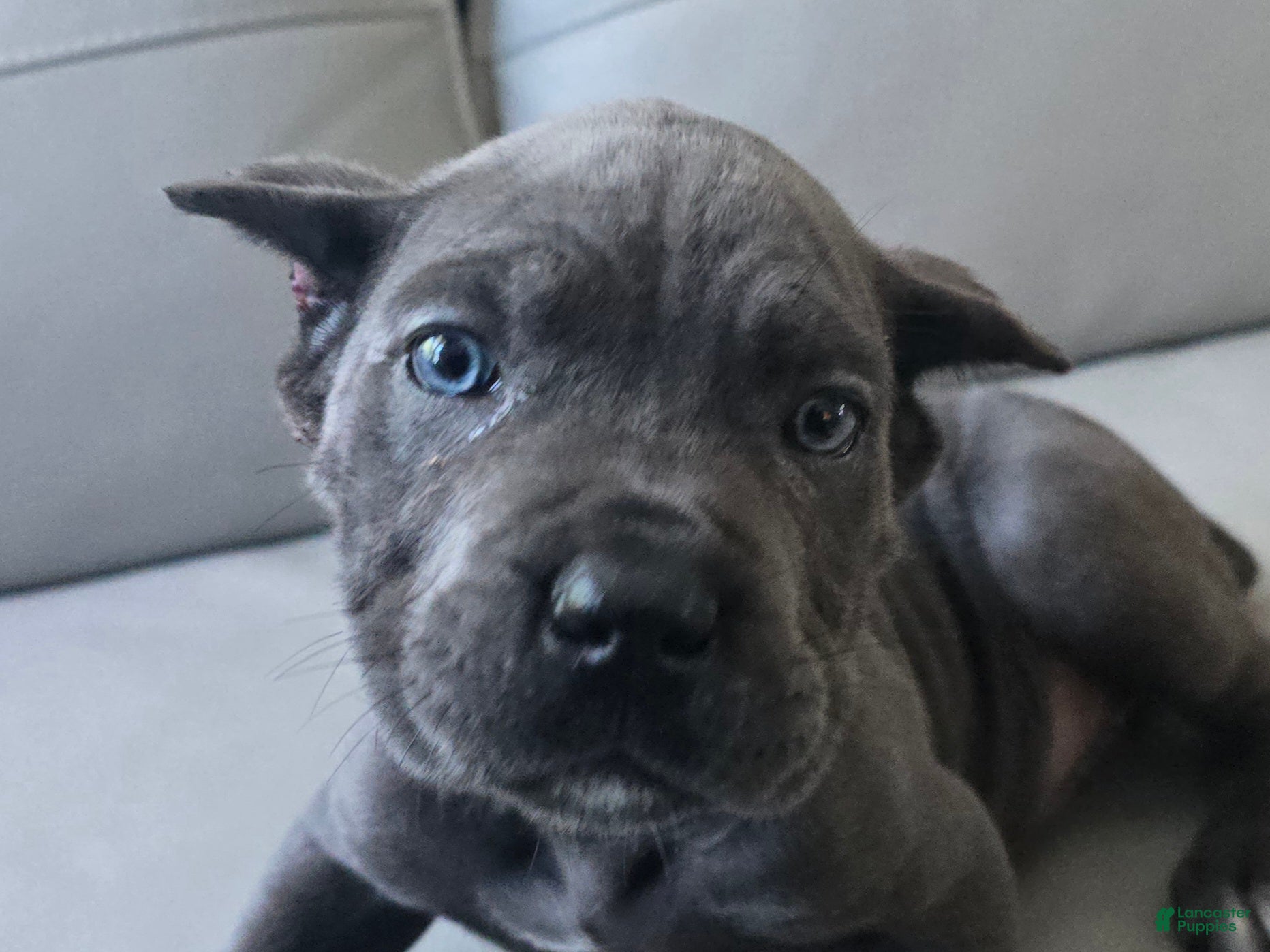Cane Corso dogs Cane Corso 1 - Ad 2