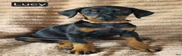 Doberman Pinscher dogs for sale: Lucy - Ad 4