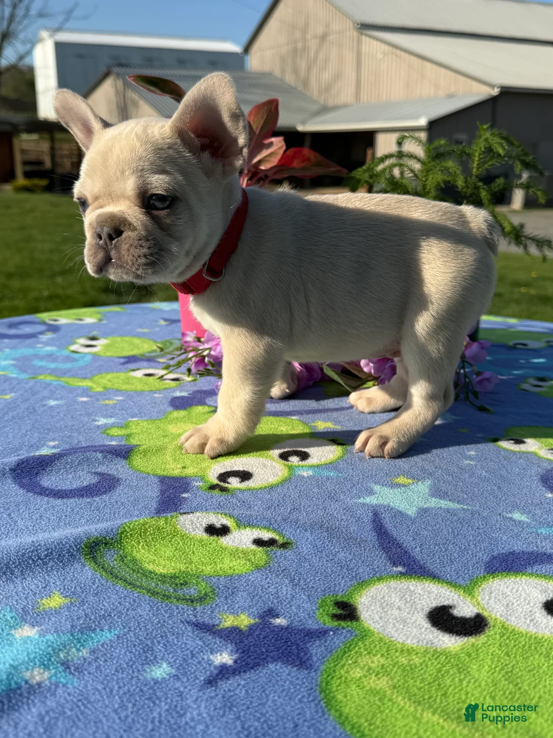 French Bulldog dogs for sale: Finn - Ad 2