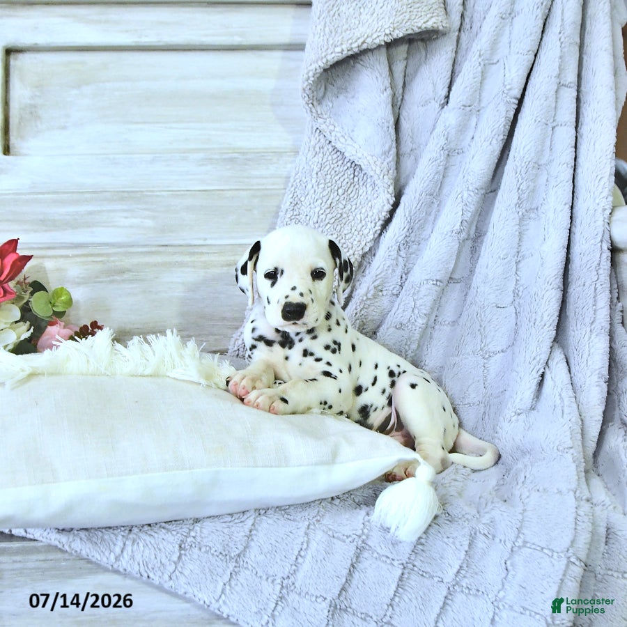 Dalmatian dogs Pongo - Ad 2