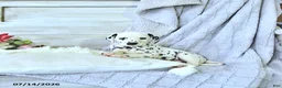 Dalmatian dogs for sale: Pongo - Ad 2