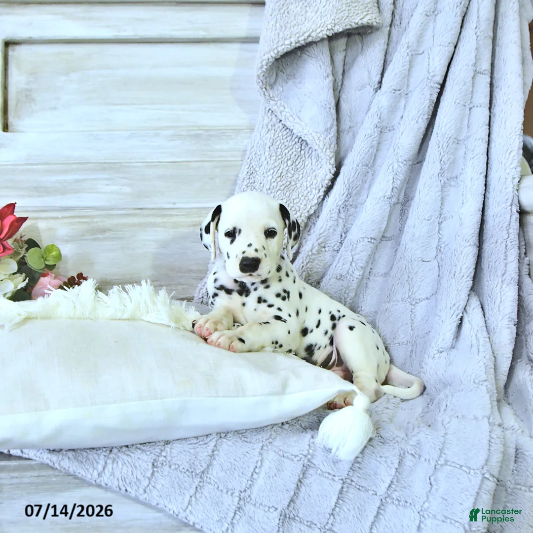 Dalmatian dogs for sale: Pongo - Ad 2