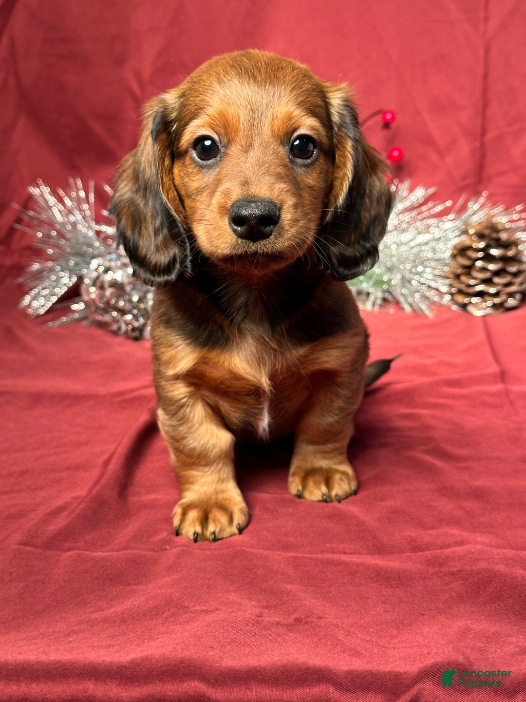 Miniature Dachshund dogs for sale: Jake - Ad 1