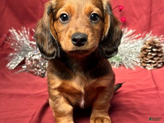 Miniature Dachshund dogs Jake - Ad 15