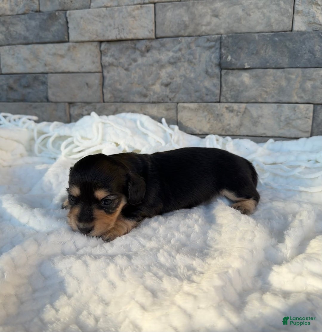 Miniature Dachshund dogs for sale: Daisy - Ad 1