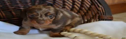 Dachshund dogs for sale: Sage - Ad 3