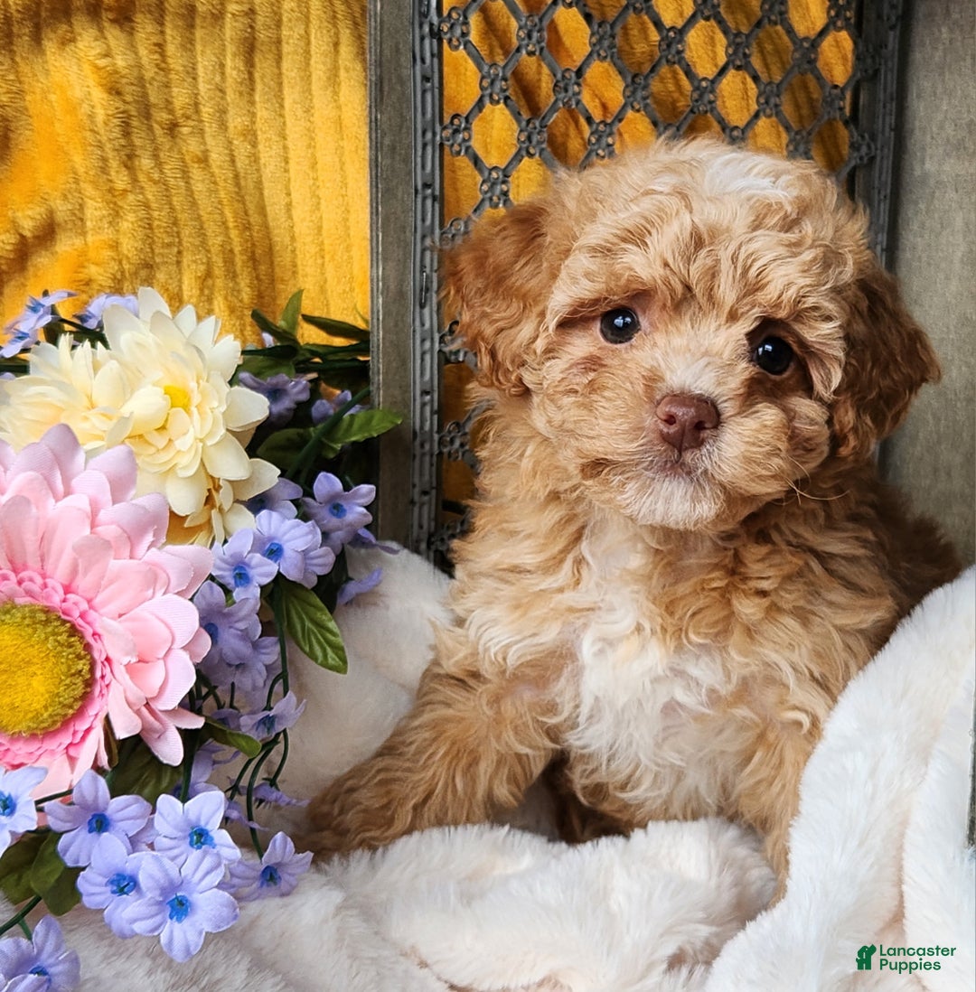 Toy Poodle dogs for sale: Allie - Ad 6
