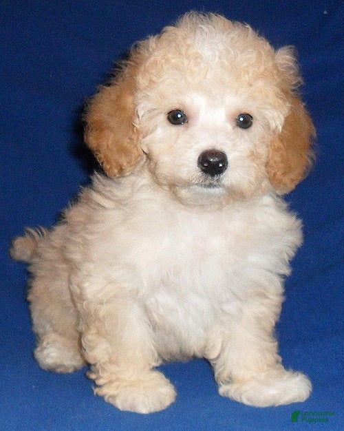 Shihpoo dogs Nugget - Ad 2