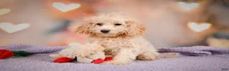 Cavapoo dogs for sale: piper - Ad 5