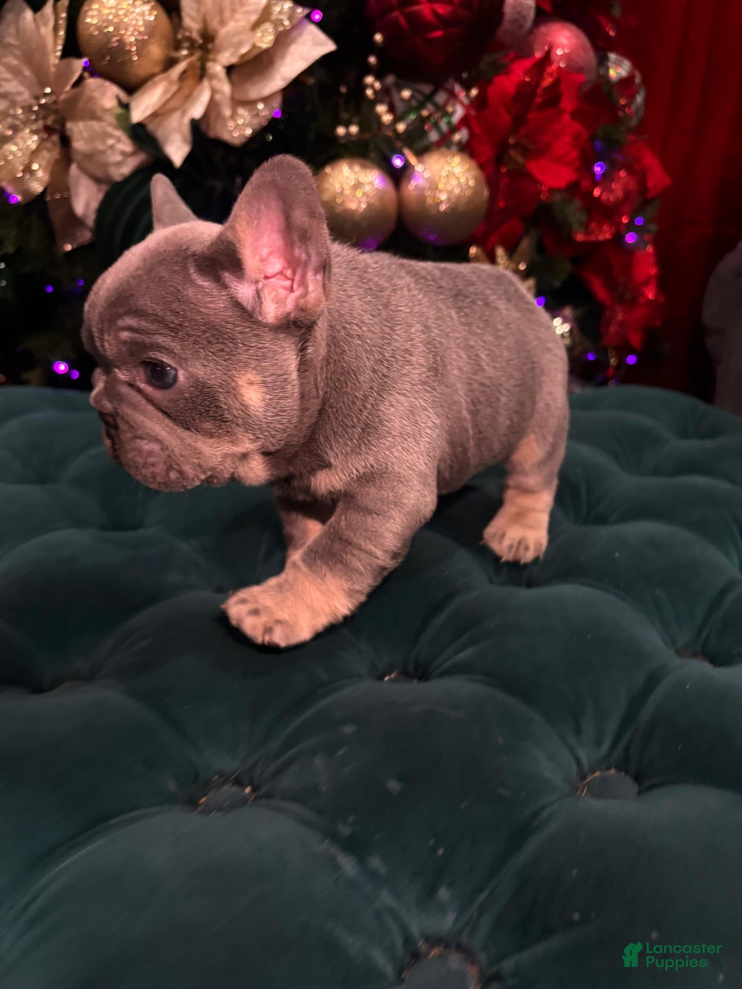 French Bulldog dogs for sale: Ace - Ad 2