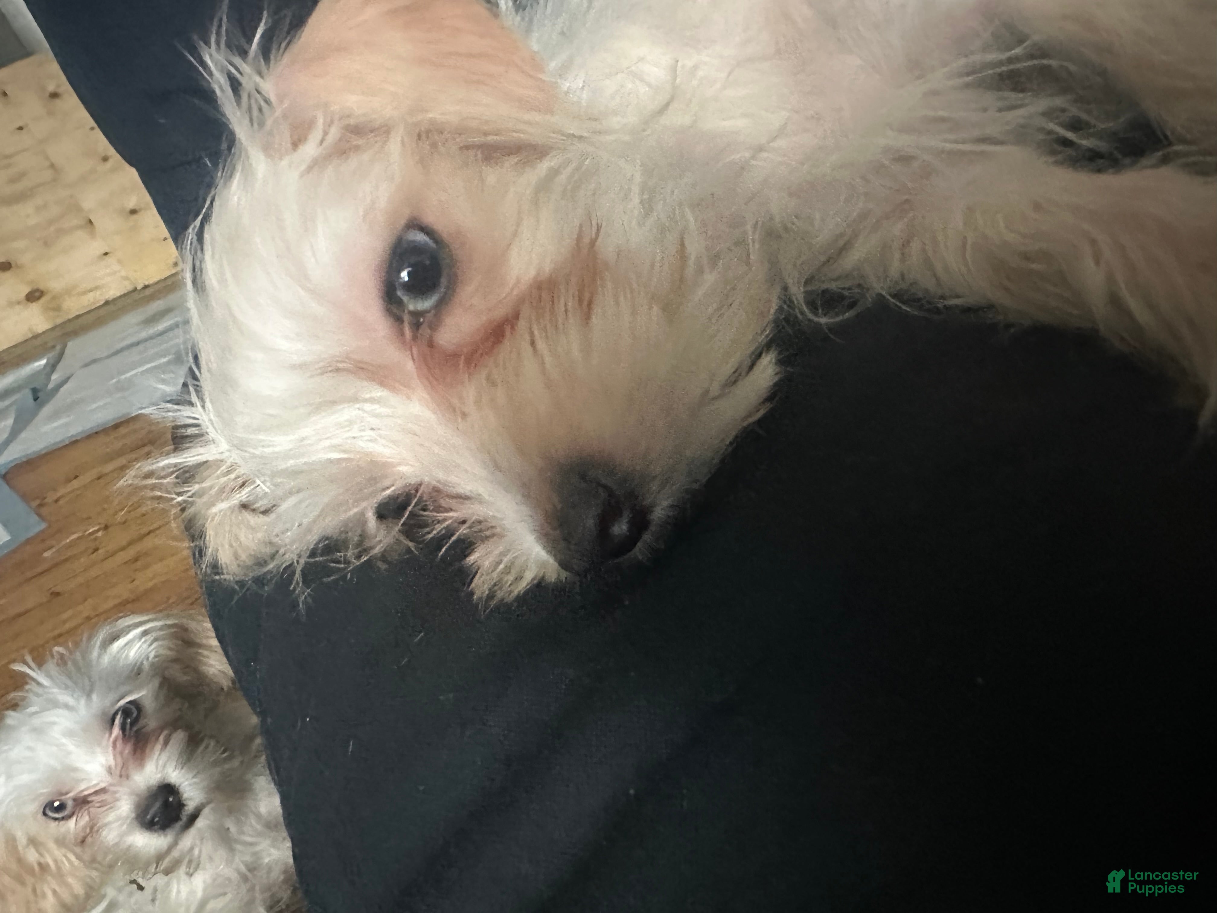 Mixed Breed dogs Mixed Breed Puppy 5 - Ad 1