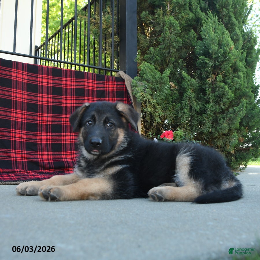 Mixed Breed dogs River  - Ad 2