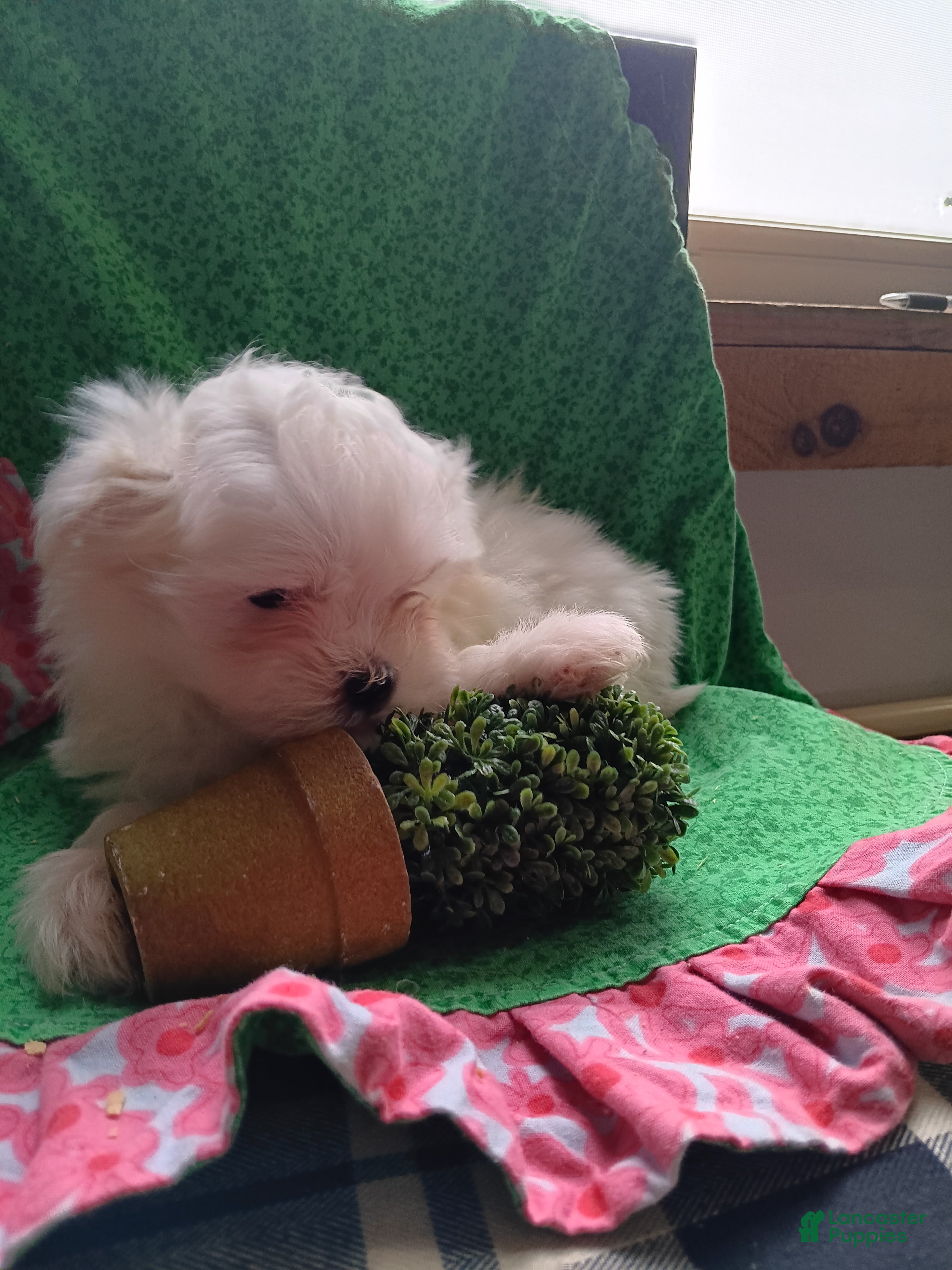 Maltese dogs  Puppy 3 - Ad 2