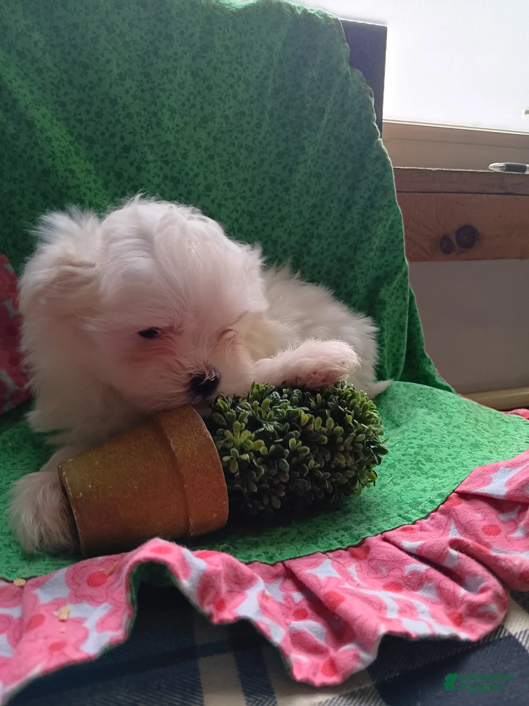 Maltese dogs for sale:  Puppy 3 - Ad 2