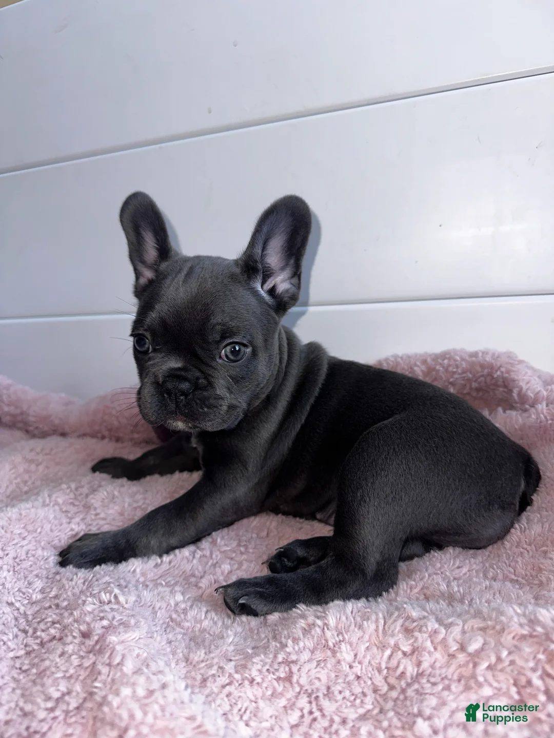 French Bulldog dogs for sale: Lola - Ad 3