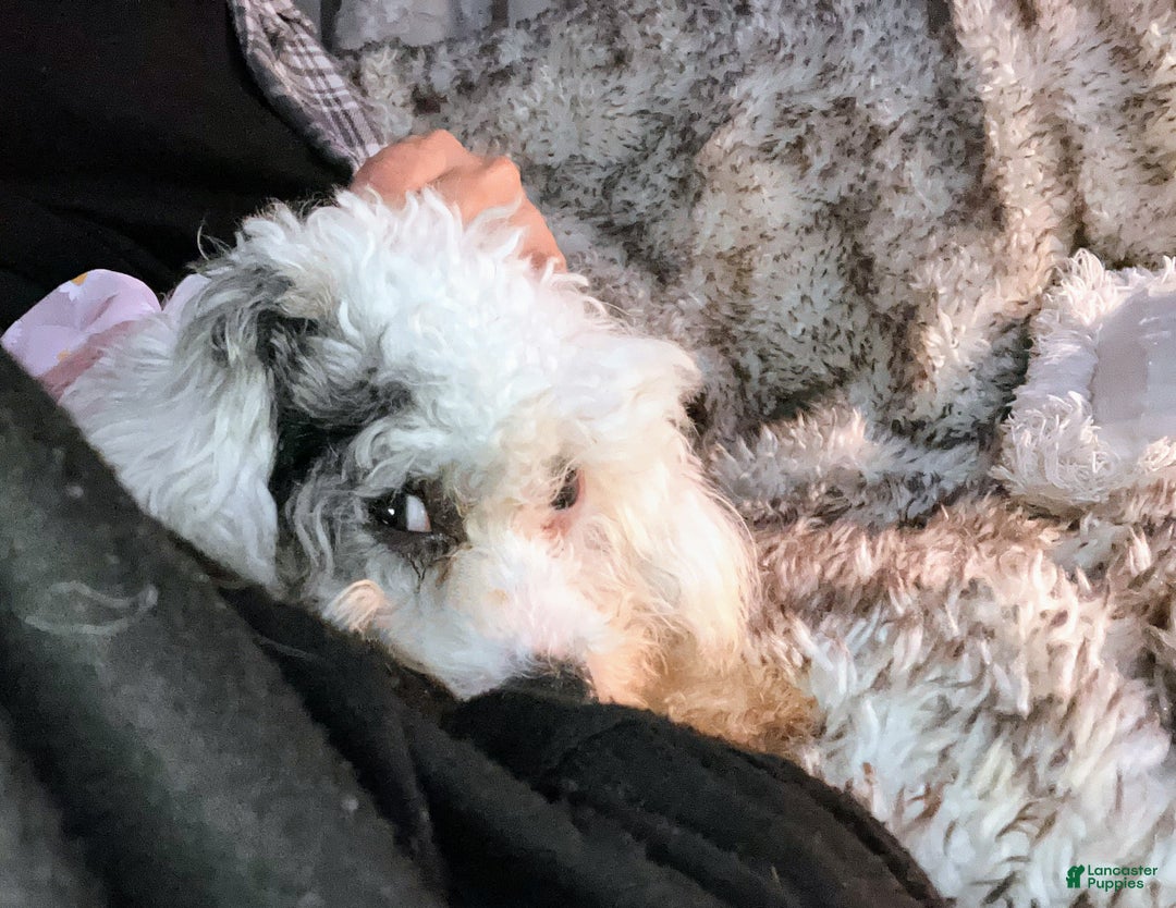 Toy Poodle dogs for sale: Toy Poodle Puppy 1 - Ad 10