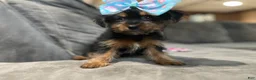 Yorkshire Terrier dogs for sale: Yorkshire Terrier Puppy 2 - Ad 4