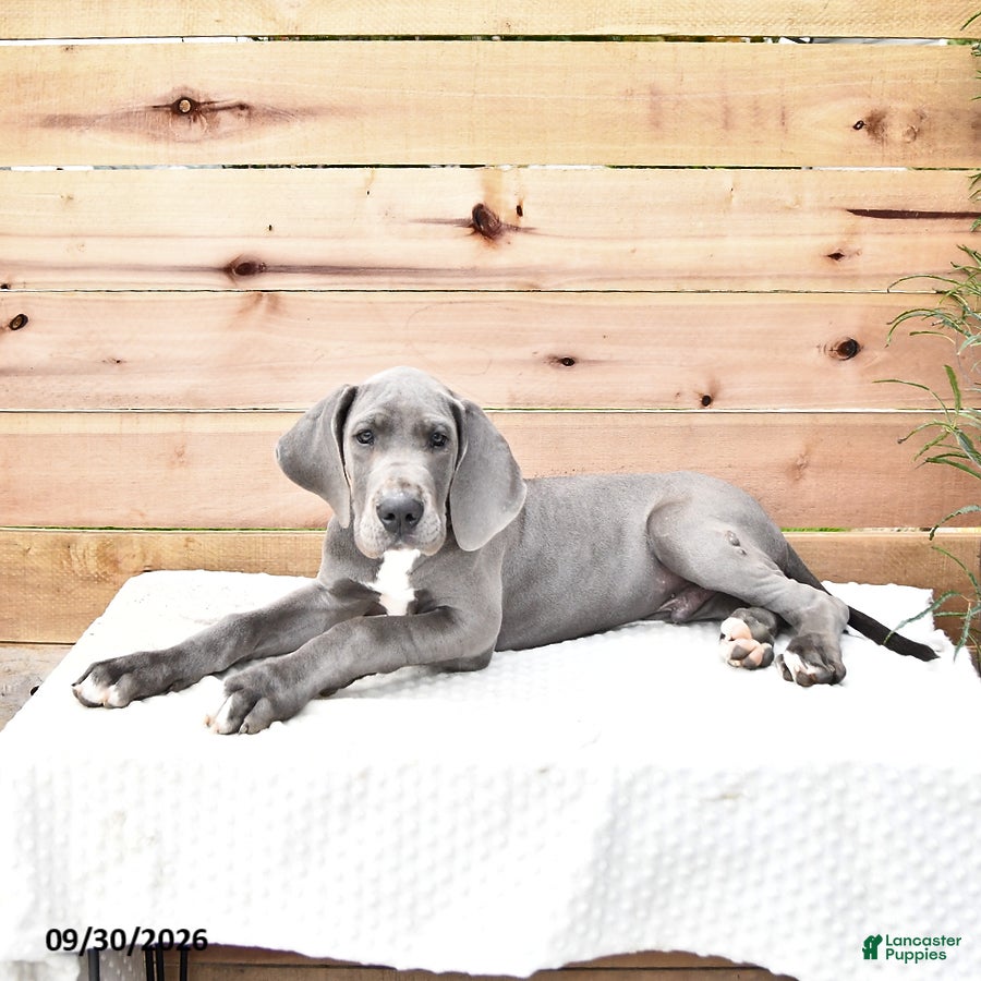 Great Dane dogs for sale: Brody - Ad 2