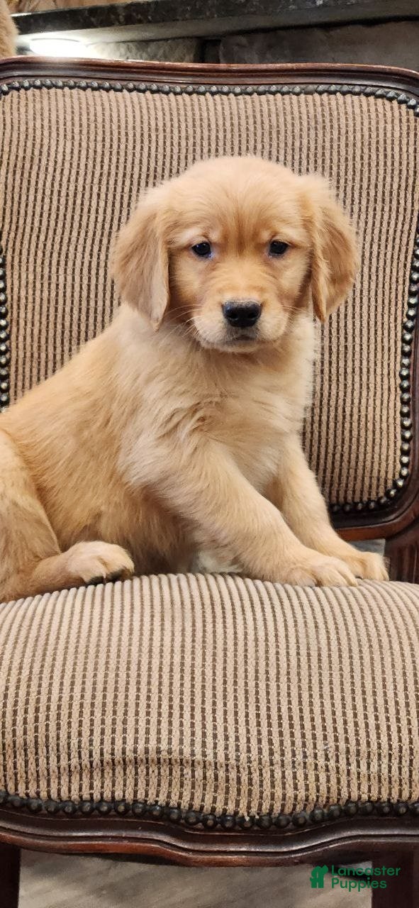 Golden Retriever dogs Ruby - Ad 1
