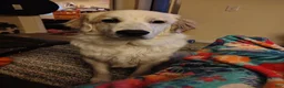 Great Pyrenees dogs for sale: Thor  - Ad 4