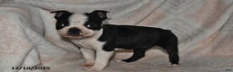 Boston Terrier dogs for sale: Nellie - Ad 2