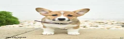 Welsh Corgi Pembroke dogs for sale: Buttercup  - Ad 2