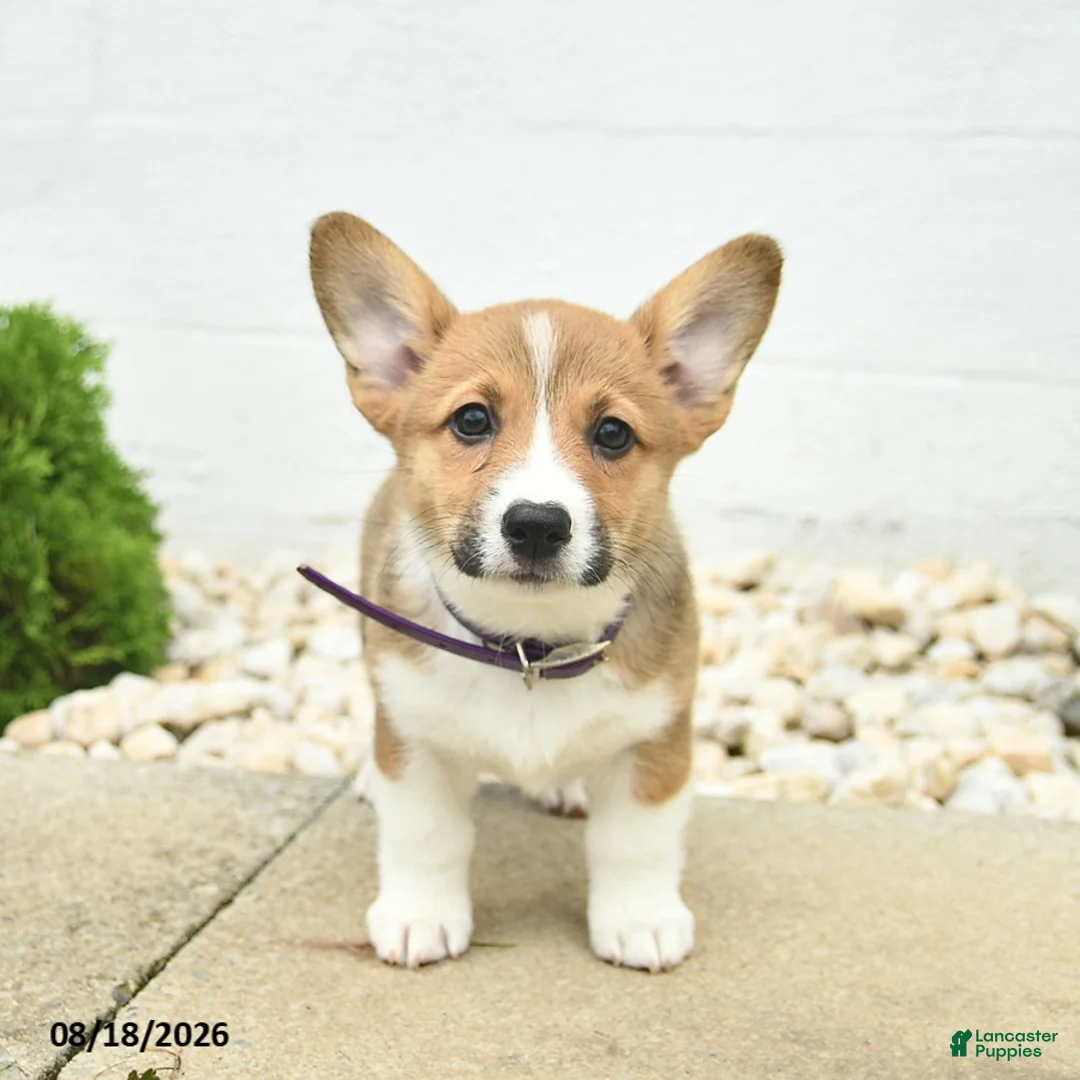 Welsh Corgi Pembroke dogs for sale: Buttercup  - Ad 2